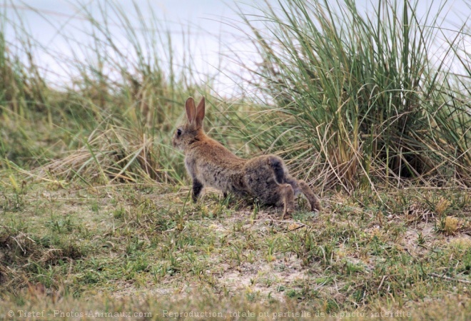 Photo de Lapin