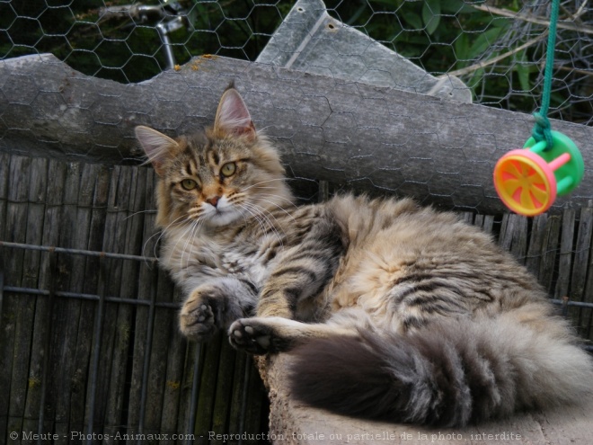 Photo de Maine coon