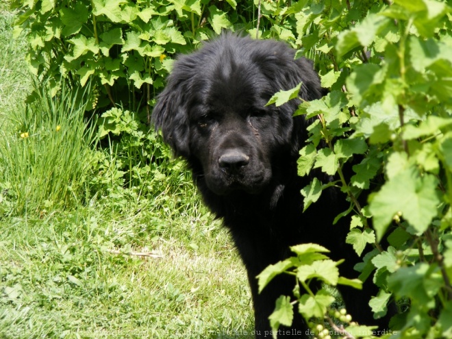 Photo de Chien de terre-neuve