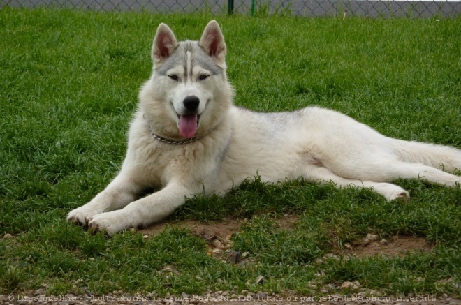 Photo de Husky siberien