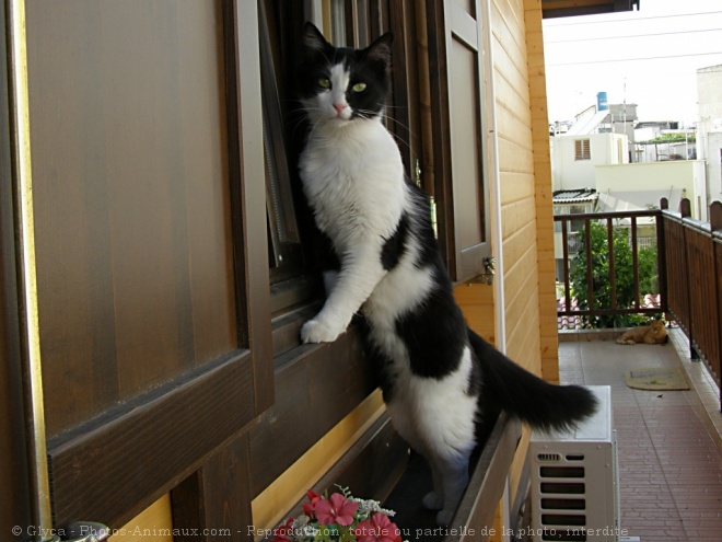 Photo de Chat domestique