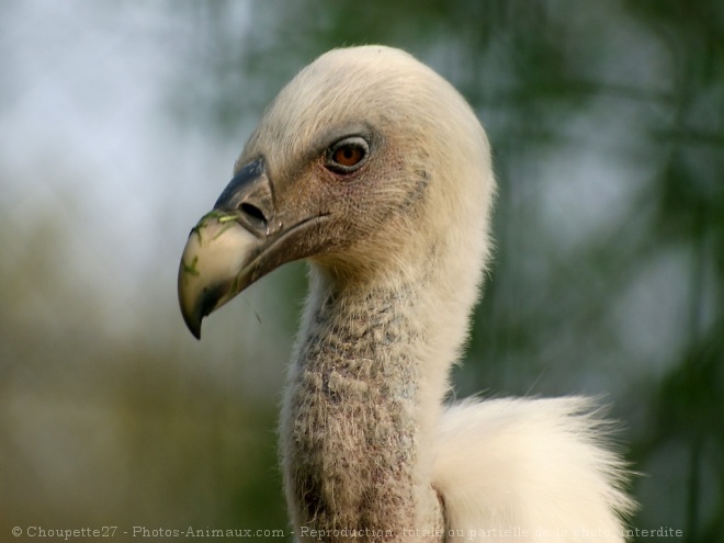 Photo de Vautour fauve