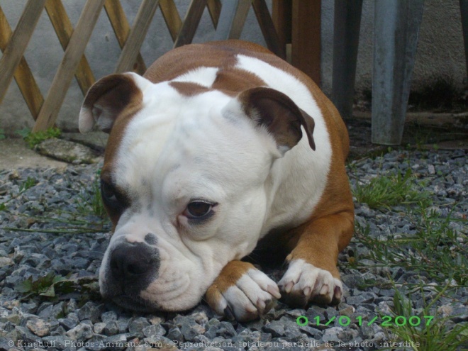 Photo d'Olde english bulldogge