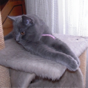 Photo de Chartreux