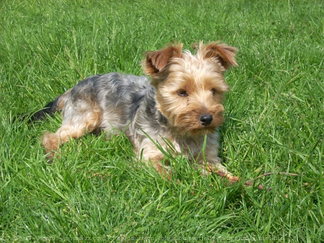 Photo de Yorkshire terrier