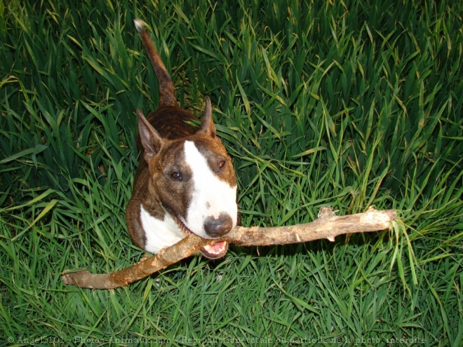 Photo de Bull terrier