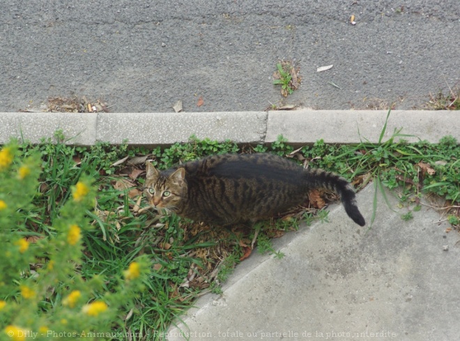 Photo de Chat domestique