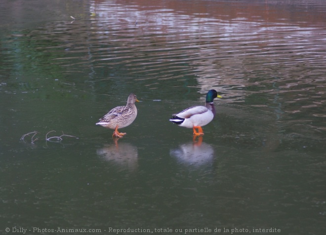 Photo de Canard colvert