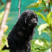 Photo de Chien de terre-neuve