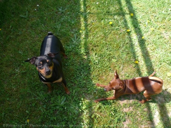 Photo de Pinscher allemand