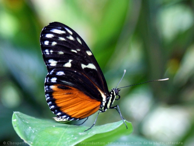 Photo de Papillon