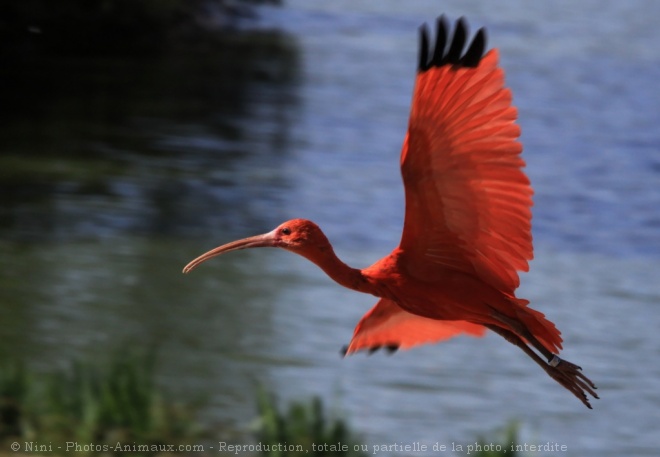 Photo d'Ibis rouge