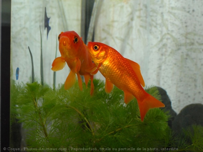 Photo de Poissons rouges