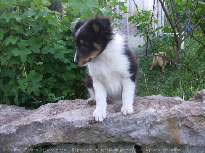 Photo de Chien de berger des shetland