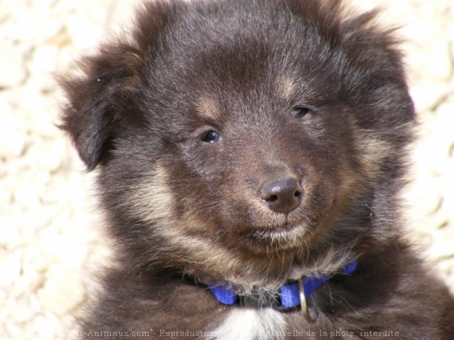 Photo de Chien de berger des shetland