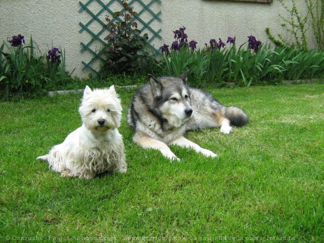 Photo de Races diffrentes