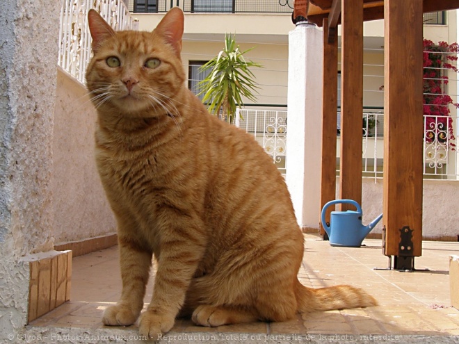 Photo de Chat domestique