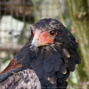 Photo d'Aigle - bateleur des savanes