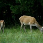 Photo de Biche