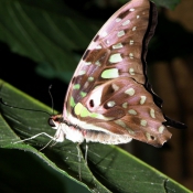 Photo de Papillon