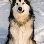 Photo de Malamute de l'alaska