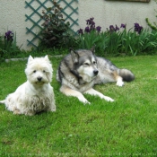 Photo de Races diffrentes