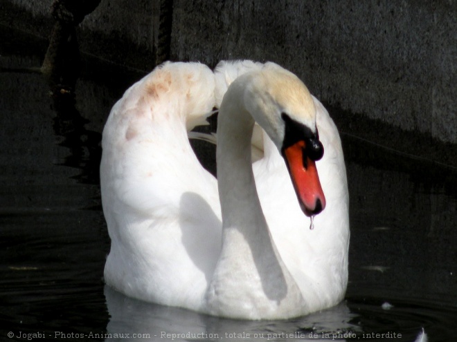 Photo de Cygne