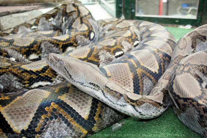 Photo de Python