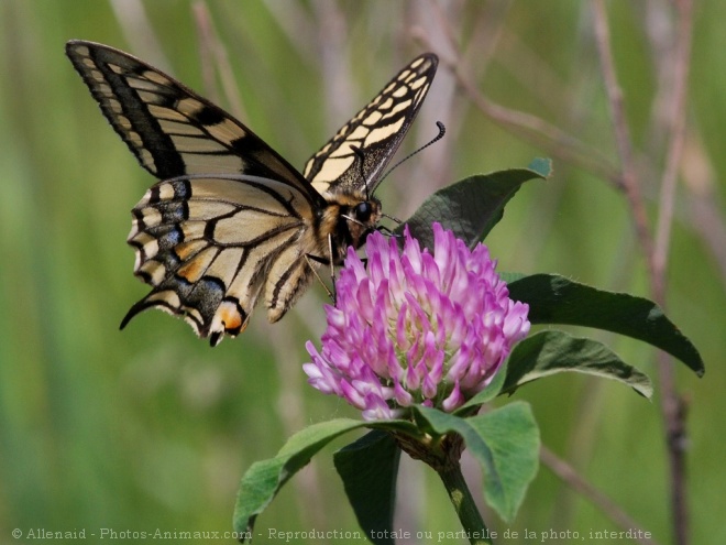 Photo de Papillon - machaon