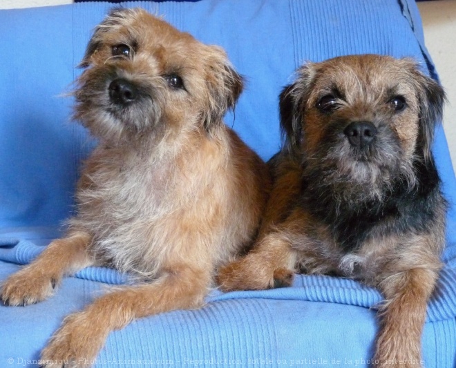 Photo de Border terrier