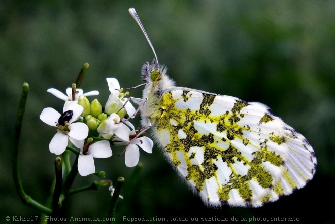 Photo de Papillon