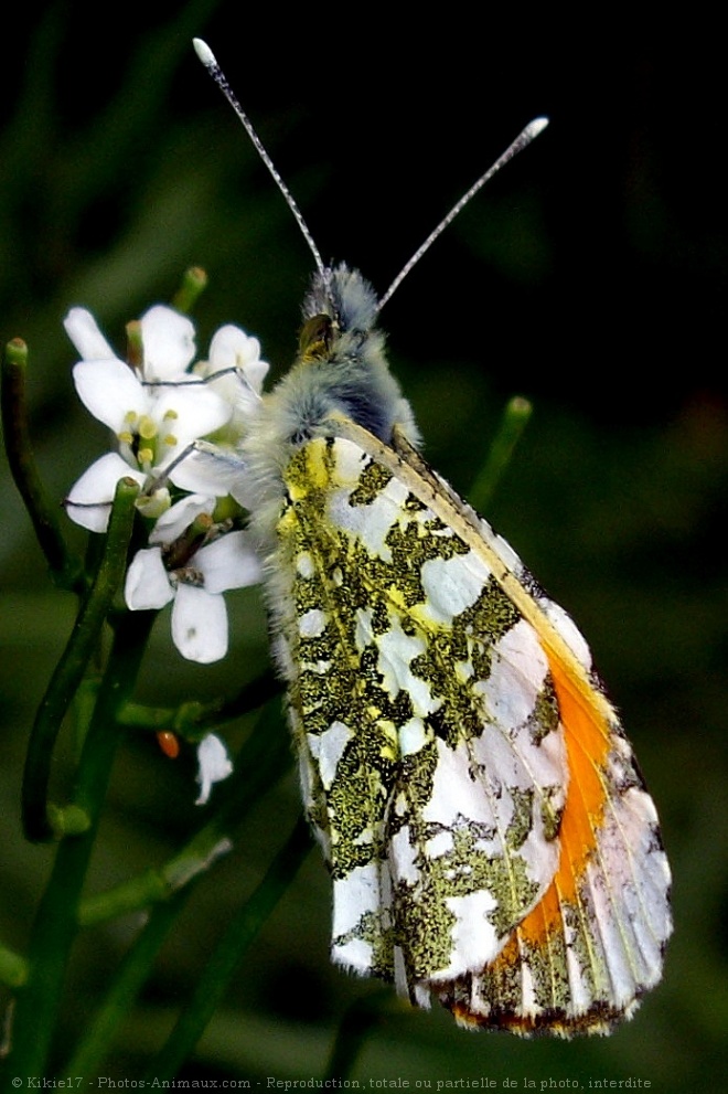 Photo de Papillon