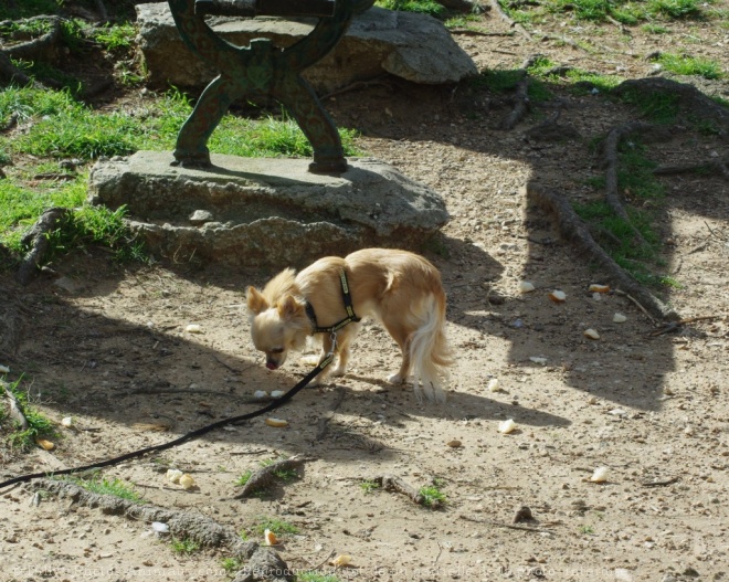 Photo de Chihuahua  poil long