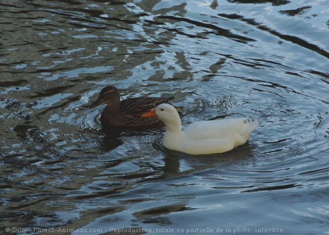 Photo de Canard