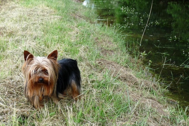 Photo de Yorkshire terrier