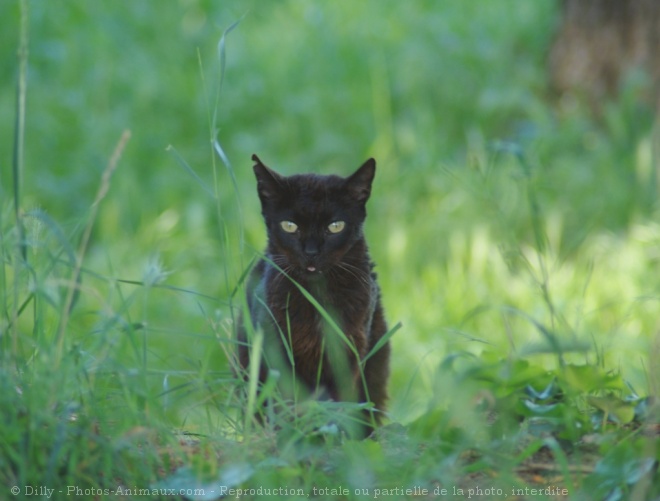 Photo de Chat domestique