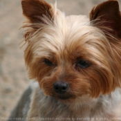 Photo de Yorkshire terrier