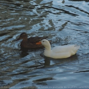 Photo de Canard