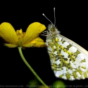 Photo de Papillon