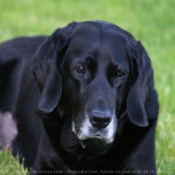 Photo de Labrador retriever