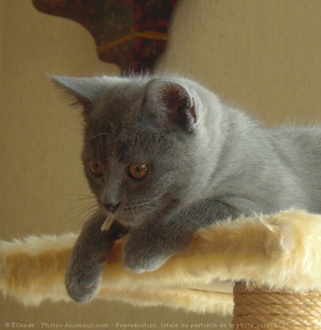 Photo de Chartreux