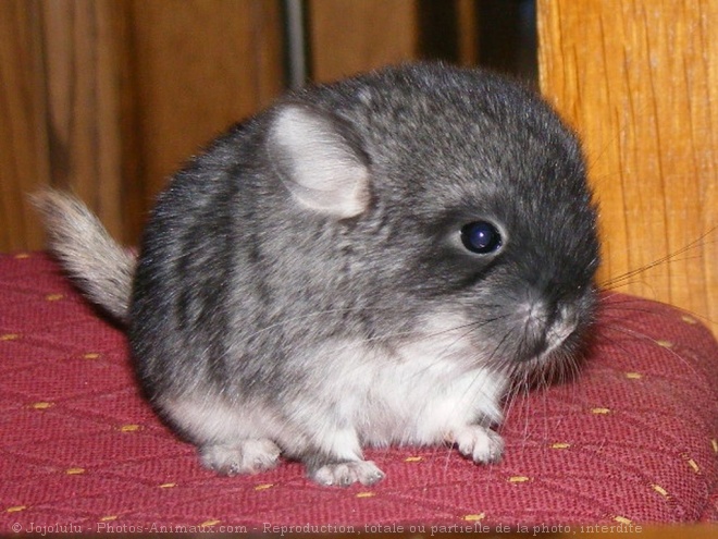 Photo de Chinchilla