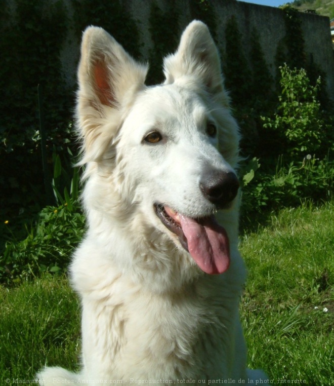 Photo de Berger blanc suisse