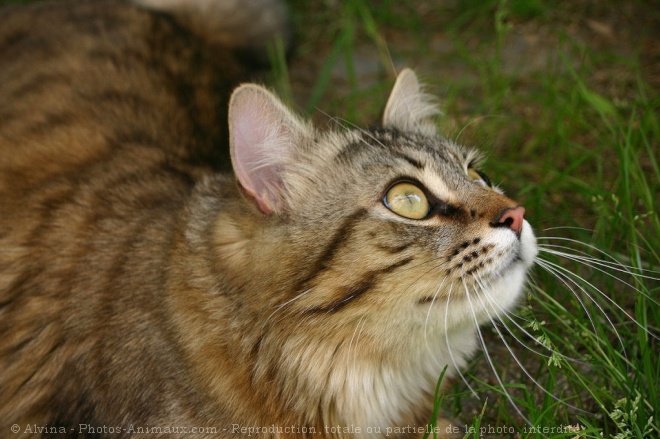 Photo de Chat domestique