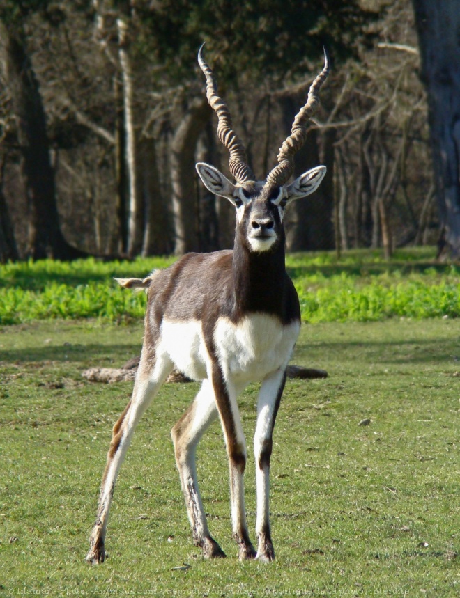 Photo d'Antilope