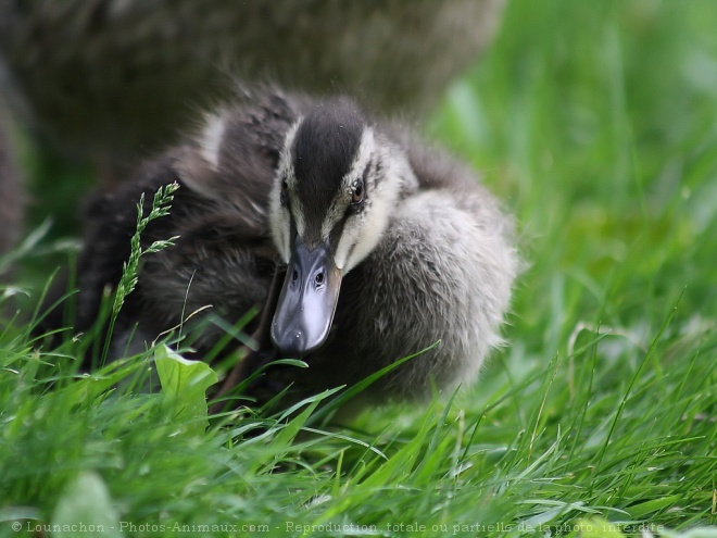 Photo de Canard colvert