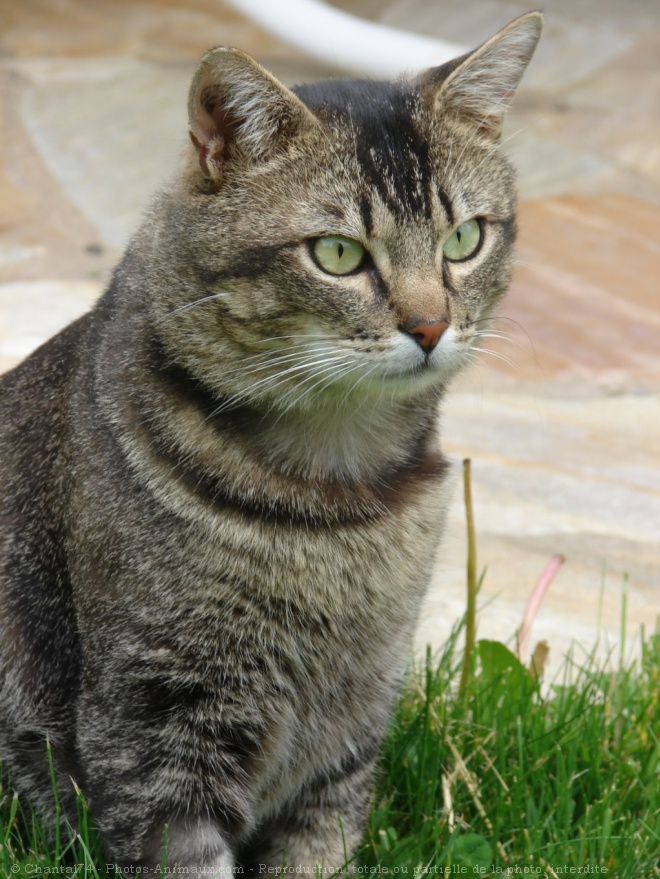 Photo de Chat domestique