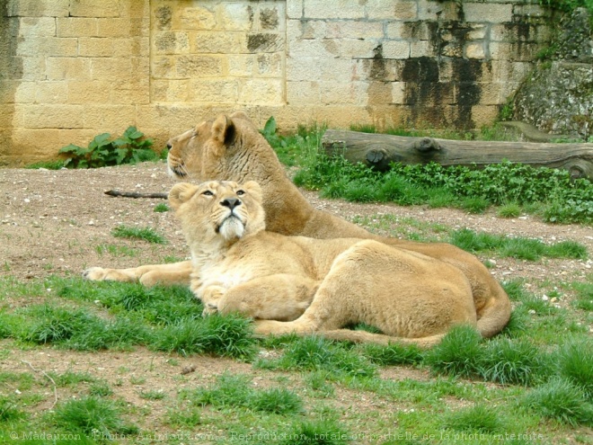 Photo de Lion