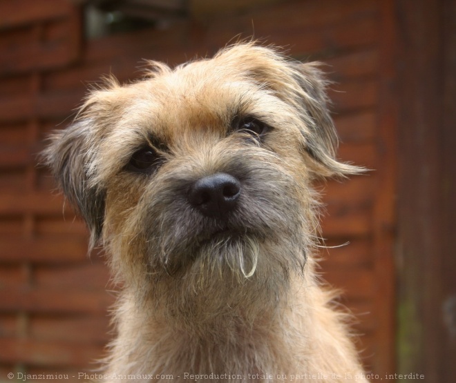 Photo de Border terrier