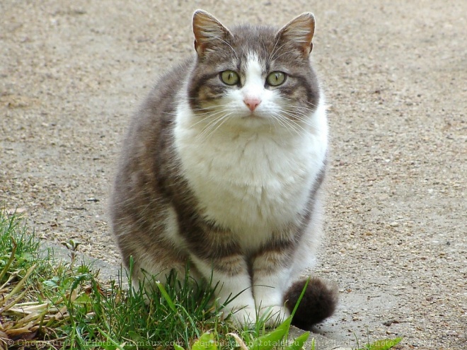 Photo de Chat domestique